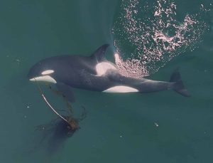 Відео з дронів показують, як косатки використовують водорості для соціальної взаємодії